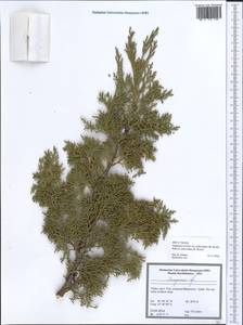 Juniperus excelsa subsp. polycarpos (K. Koch) Takht., South Asia, South Asia (Asia outside ex-Soviet states and Mongolia) (ASIA) (Turkey)