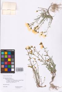 Linum ucranicum (Griseb. ex Planch.) Czern., Eastern Europe, Central forest-and-steppe region (E6) (Russia)