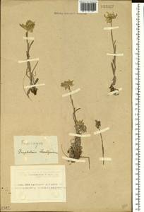 Leontopodium leontopodinum (DC.) Hand.-Mazz., Siberia, Altai & Sayany Mountains (S2) (Russia)