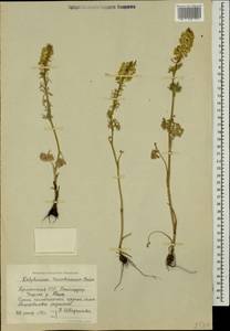 Delphinium szowitsianum Boiss., Caucasus, Armenia (K5) (Armenia)
