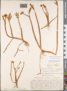 Coptidium pallasii (Schltdl.) A. & D. Löve, Siberia, Yakutia (S5) (Russia)