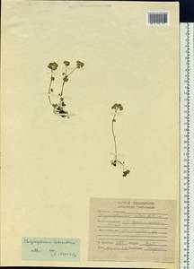 Chrysosplenium tetrandrum (N. Lund) Th. Fr., Siberia, Yakutia (S5) (Russia)