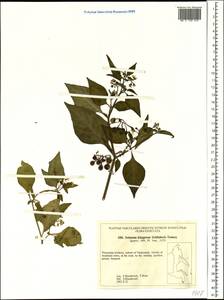 Solanum dulcamara L., Siberia, Russian Far East (S6) (Russia)