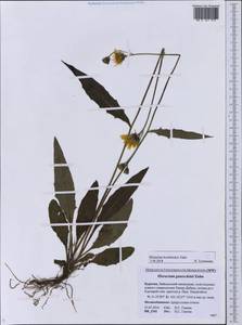 Hieracium korshinskyi Zahn, Siberia, Baikal & Transbaikal region (S4) (Russia)