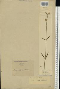 Viscaria vulgaris Röhl., Eastern Europe, North Ukrainian region (E11) (Ukraine)
