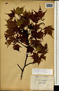 Acer argutum Maxim. ex Miq., South Asia, South Asia (Asia outside ex-Soviet states and Mongolia) (ASIA) (Japan)