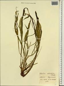 Ottelia ulvifolia (Planch.) Walp., Africa (AFR) (Mali)