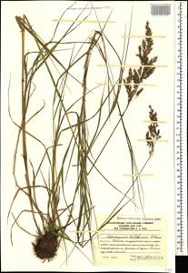 Calamagrostis balkharica P.A.Smirn., Caucasus, South Ossetia (K4b) (South Ossetia)