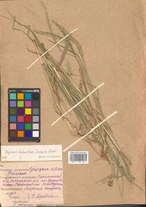 Campeiostachys dahurica (Turcz. ex Griseb.) B.R.Baum, J.L.Yang & C.Yen, Siberia, Russian Far East (S6) (Russia)