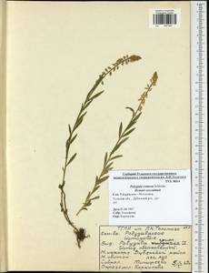 Polygala comosa Schkuhr, Eastern Europe, Central region (E4) (Russia)