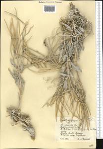 Matthiola fragrans (Fisch.) Bunge, Middle Asia, Caspian Ustyurt & Northern Aralia (M8) (Kazakhstan)