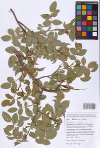 Rosa balsamica Besser, Eastern Europe, Rostov Oblast (E12a) (Russia)