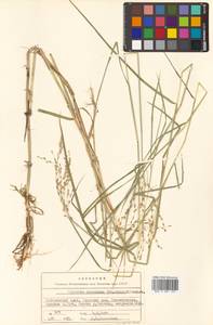 Glyceria spiculosa (F.Schmidt) Roshev. ex B.Fedtsch., Siberia, Russian Far East (S6) (Russia)