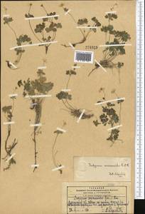 Isopyrum anemonoides Kar. & Kir., Middle Asia, Pamir & Pamiro-Alai (M2) (Kyrgyzstan)