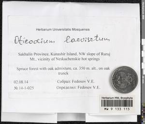 Oticodium laevisetum (Sande Lac.) Huttunen, Hedenäs & Ignatov, Bryophytes, Bryophytes - Russian Far East (excl. Chukotka & Kamchatka) (B20) (Russia)