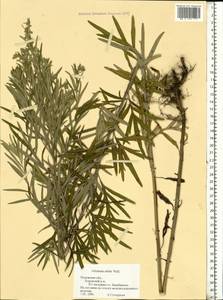 Artemisia dubia Wall. ex Besser, Eastern Europe, Central region (E4) (Russia)