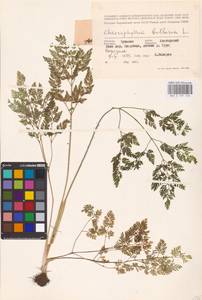 Chaerophyllum bulbosum L., Eastern Europe, Middle Volga region (E8) (Russia)