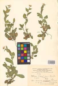 Arabis alpina L., Eastern Europe, West Ukrainian region (E13) (Ukraine)