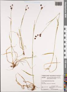 Luzula multiflora subsp. frigida (Buch.) V.I. Krecz., Siberia, Central Siberia (S3) (Russia)