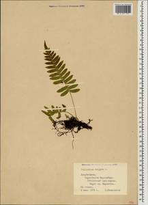 Polypodium vulgare L., Caucasus, Azerbaijan (K6) (Azerbaijan)