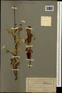 Cotoneaster integerrimus Medik., Caucasus, Armenia (K5) (Armenia)