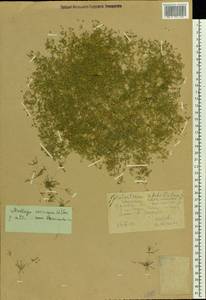 Hypertelis cerviana (L.) Thulin, Eastern Europe, Lower Volga region (E9) (Russia)