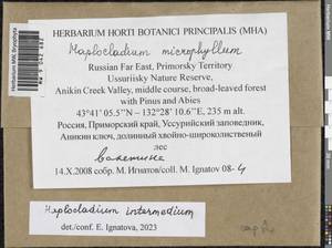 Haplocladium microphyllum (Sw. ex Hedw.) Broth., Bryophytes, Bryophytes - Russian Far East (excl. Chukotka & Kamchatka) (B20) (Russia)