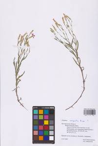 Dianthus campestris M.Bieb., Eastern Europe, Central forest-and-steppe region (E6) (Russia)