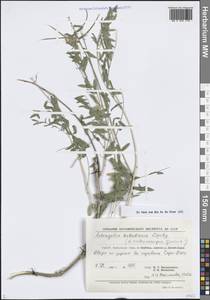 Astragalus kabadianus Lipsky, Middle Asia, Pamir & Pamiro-Alai (M2) (Uzbekistan)