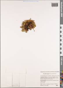 Potentilla elegans Cham. & Schltdl., Siberia, Russian Far East (S6) (Russia)