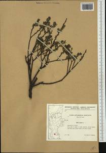 Salix repens L., Western Europe (EUR) (Denmark)
