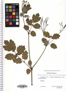 Chelidonium majus L., Eastern Europe, Middle Volga region (E8) (Russia)