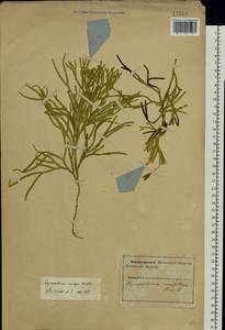 Diphasiastrum complanatum (L.) Holub, Eastern Europe, Northern region (E1) (Russia)