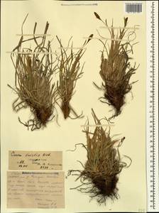 Carex tristis M.Bieb., Caucasus, North Ossetia, Ingushetia & Chechnya (K1c) (Russia)