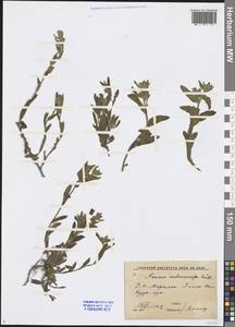 Nonea melanocarpa Boiss., Middle Asia, Syr-Darian deserts & Kyzylkum (M7) (Uzbekistan)