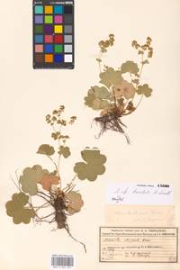 Alchemilla breviloba H. Lindb., Eastern Europe, Moscow region (E4a) (Russia)