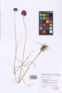 Allium sphaerocephalon L., Eastern Europe, Central forest-and-steppe region (E6) (Russia)