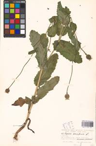 Papaver somniferum L., Eastern Europe, Moscow region (E4a) (Russia)