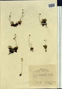 Micranthes merkii subsp. merkii, Siberia, Chukotka & Kamchatka (S7) (Russia)