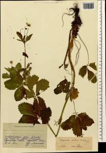 Potentilla elatior Willd. ex Schltdl., Caucasus, Stavropol Krai, Karachay-Cherkessia & Kabardino-Balkaria (K1b) (Russia)