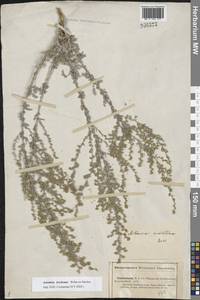 Artemisia lercheana Weber ex Stechm., Eastern Europe, Lower Volga region (E9) (Russia)