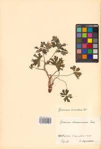 Geranium erianthum DC., Siberia, Russian Far East (S6) (Russia)