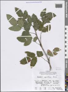 Mahonia aquifolium (Pursh) Nutt., Siberia, Russian Far East (S6) (Russia)