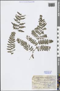 Pteridium aquilinum (L.) Kuhn, Eastern Europe, Moscow region (E4a) (Russia)