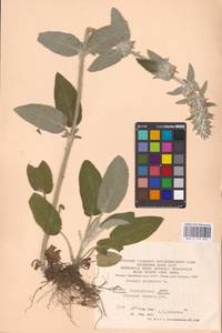MHA 0 154 854, Stachys germanica L., Eastern Europe, West Ukrainian region (E13) (Ukraine)