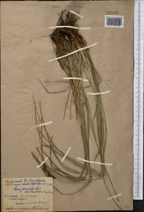 Carex acuta L., Middle Asia, Northern & Central Kazakhstan (M10) (Kazakhstan)
