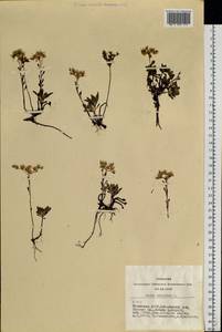 Phedimus hybridus (L.) 't Hart, Siberia, Altai & Sayany Mountains (S2) (Russia)