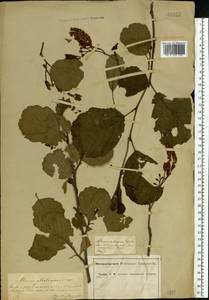Alnus glutinosa (L.) Gaertn., Eastern Europe, Central forest-and-steppe region (E6) (Russia)