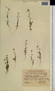 Capsella bursa-pastoris (L.) Medik., Siberia, Western Siberia (S1) (Russia)