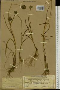 Allium strictum Schrad., Siberia, Chukotka & Kamchatka (S7) (Russia)